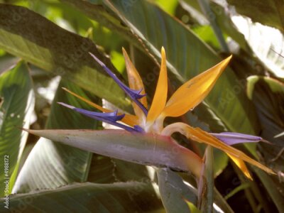 Papier peint  Strelitzia reginae