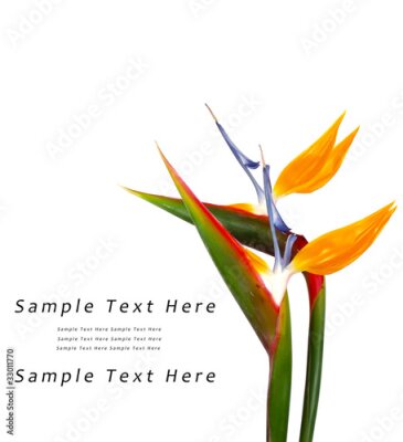 Papier peint  Strelitzia reginae
