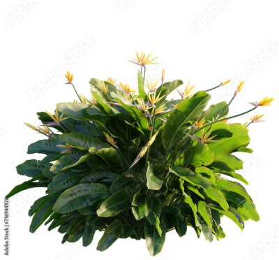 Papier peint  Strelitzia reginae 4k png