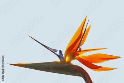 Papier peint  Strelitzia reginae 543