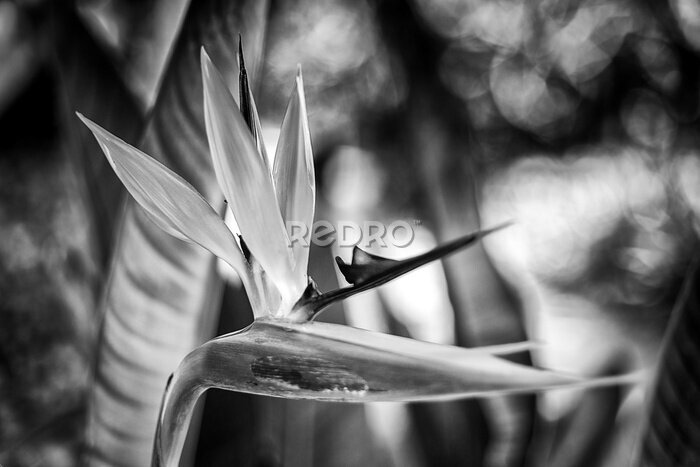 Papier peint  Strelitzia reginae