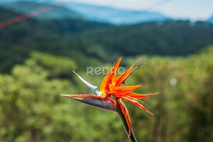 Papier peint  Strelitzia reginae