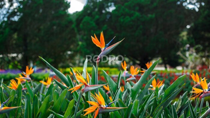 Papier peint  Strelitzia reginae