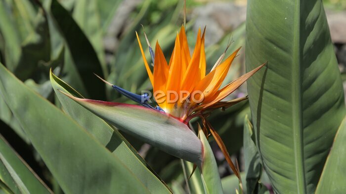 Papier peint  Strelitzia reginae