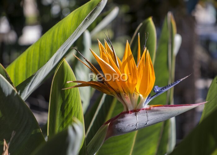Papier peint  Strelitzia Reginae 