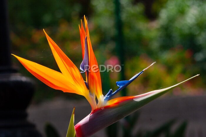 Papier peint  Strelitzia Reginae