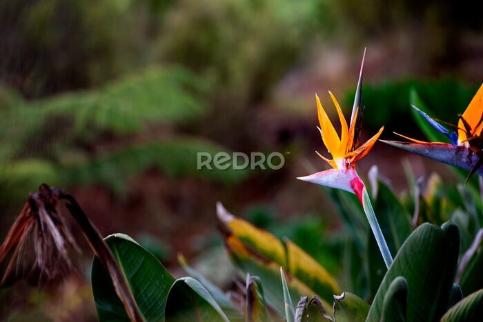 Papier peint  Strelitzia Reginae