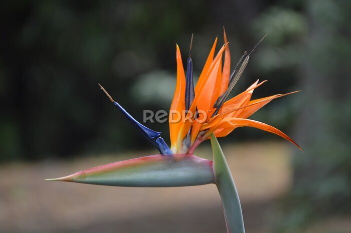 Papier peint  Strelitzia reginae