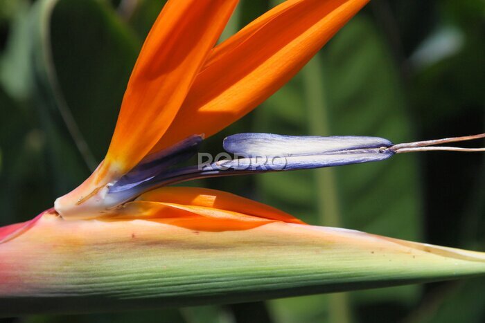 Papier peint  strelitzia reginae