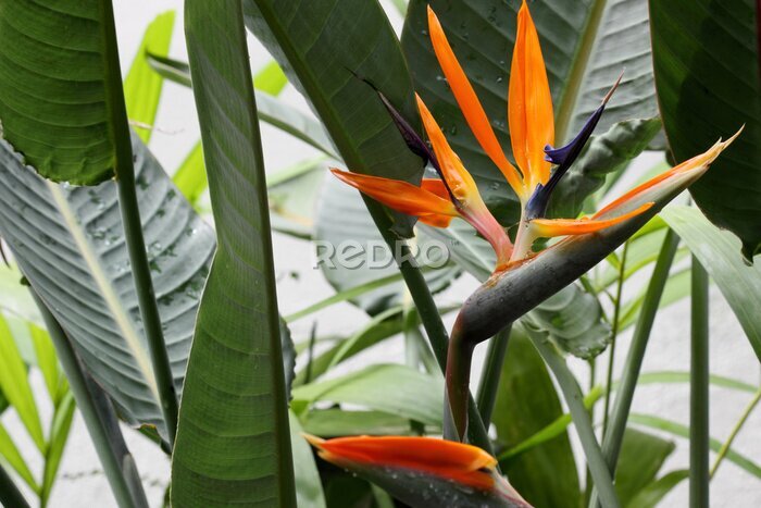 Papier peint  strelitzia reginae