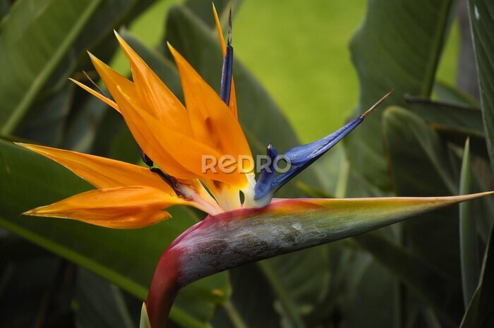 Papier peint  Strelitzia reginae