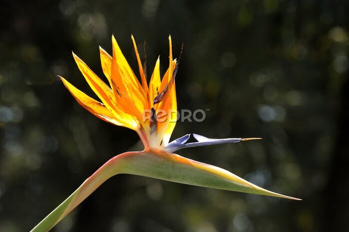 Papier peint  Strelitzia reginae