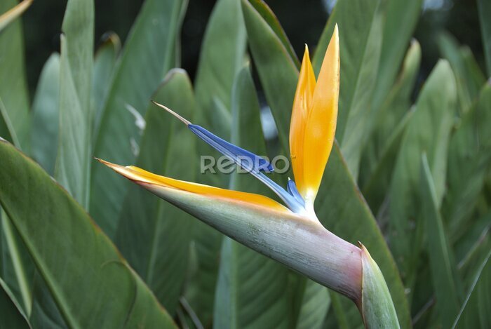 Papier peint  Strelitzia reginae