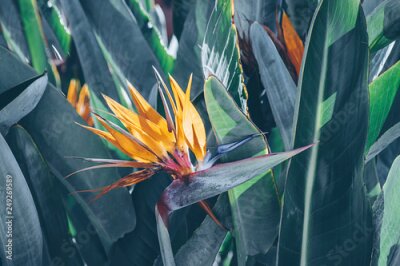 Papier peint  Strelitzia Reginae, a bird of paradise