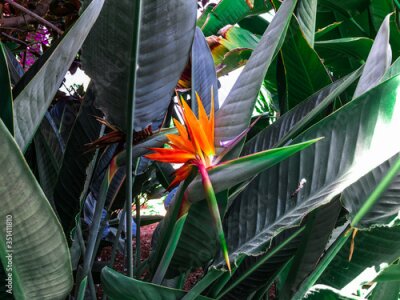 Papier peint  Strelitzia Reginae, a bird of paradise