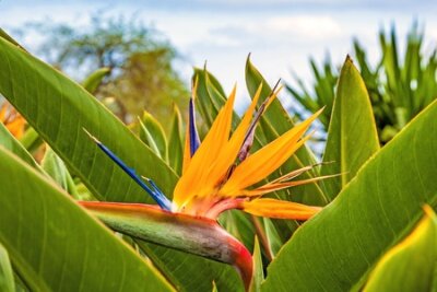 Papier peint  Strelitzia Reginae, a bird of paradise 