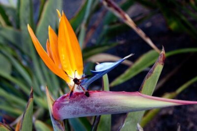 Papier peint  Strelitzia Reginae, a bird of paradise