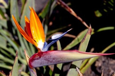 Papier peint  Strelitzia Reginae, a bird of paradise