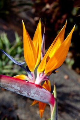 Papier peint  Strelitzia Reginae, a bird of paradise