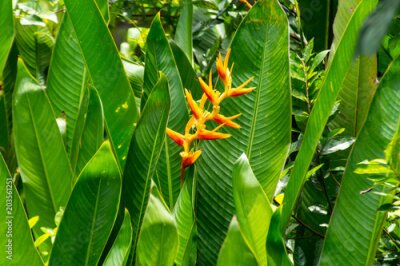 Papier peint  Strelitzia reginae Ait