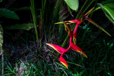 Papier peint  strelitzia reginae aiton Bird of paradise flower