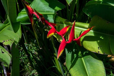 Papier peint  strelitzia reginae aiton Bird of paradise flower