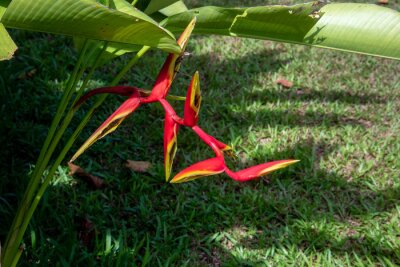 Papier peint  strelitzia reginae aiton Bird of paradise flower