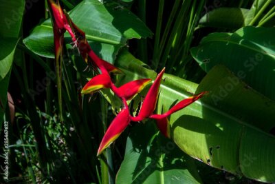 Papier peint  strelitzia reginae aiton Bird of paradise flower
