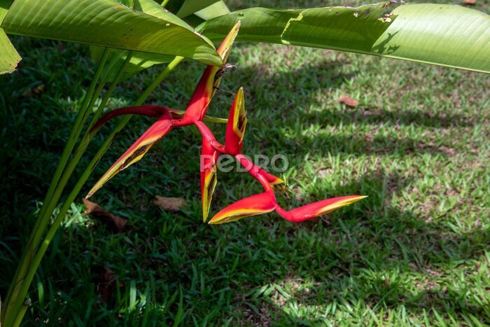 Papier peint  strelitzia reginae aiton Bird of paradise flower