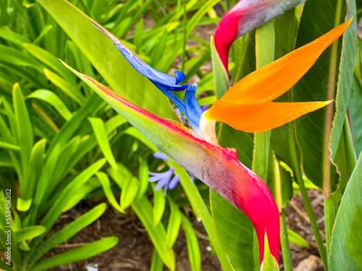 Papier peint  Strelitzia Reginae along the California Coast in Santa Barbara, California