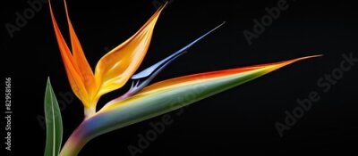 Papier peint  Strelitzia reginae also known as South African Crane Flower or Bird of Paradise displayed in a natural garden setting with a beautiful copy space image