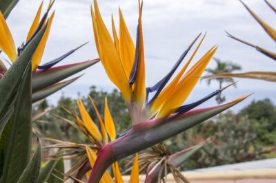Papier peint  Strelitzia reginae amazing orange blue green blooming flowers