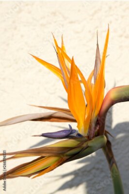 Papier peint  Strelitzia reginae amazing orange blue green blooming flowers