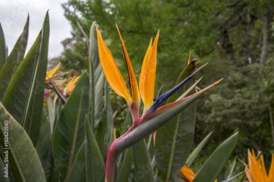 Papier peint  Strelitzia reginae amazing orange blue green blooming flowers
