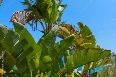 Papier peint  Strelitzia reginae au bord de la mer