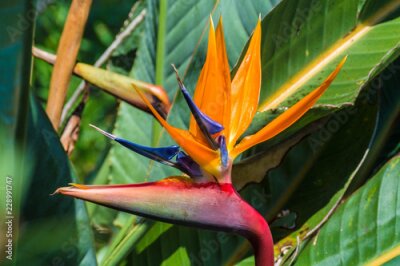 Papier peint  Strelitzia reginae au Japon