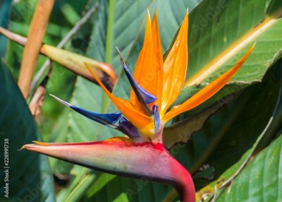 Papier peint  Strelitzia reginae au Japon