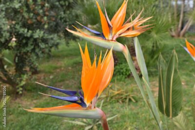 Papier peint  Strelitzia reginae au printemps au jardin