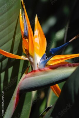 Papier peint  STRELITZIA REGINAE. AVE DEL PARAÍSO