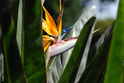Papier peint  STRELITZIA REGINAE. AVE DEL PARAÍSO