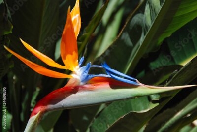 Papier peint  STRELITZIA REGINAE. AVE DEL PARAISO