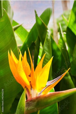 Papier peint  Strelitzia reginae (Ave del paraíso)