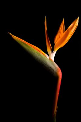 Papier peint  Strelitzia reginae.
Ave del paraiso.