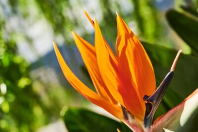 Papier peint  Strelitzia reginae (Ave del paraíso)