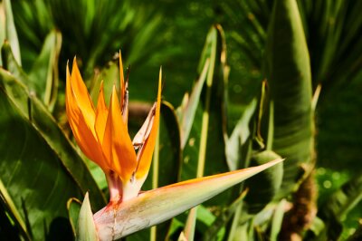 Papier peint  Strelitzia reginae (Ave del paraíso)