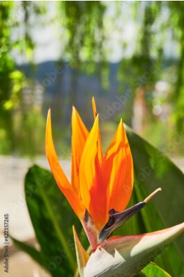 Papier peint  Strelitzia reginae (Ave del paraíso)