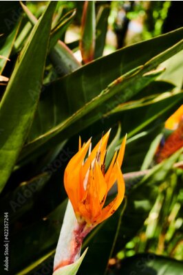 Papier peint  Strelitzia reginae (Ave del paraíso)