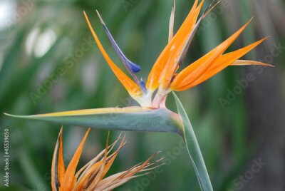 Papier peint  Strelitzia reginae. AVE DEL PARAÍSO