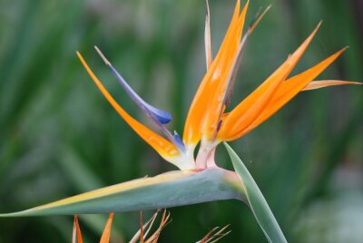 Papier peint  Strelitzia reginae. AVE DEL PARAÍSO