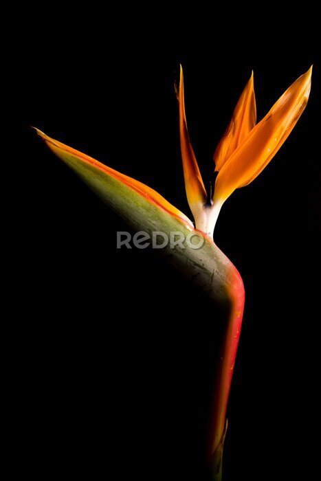 Papier peint  Strelitzia reginae.
Ave del paraiso.